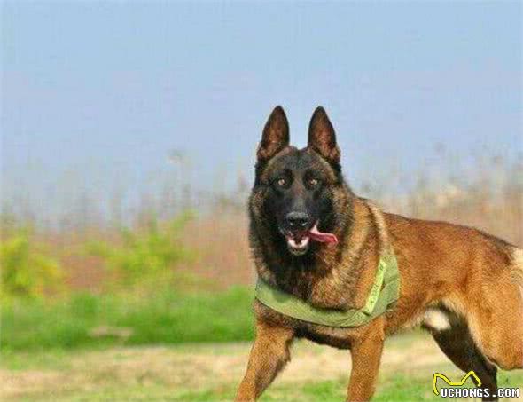 马犬流鼻涕怎么办，马犬流鼻涕有哪些原因