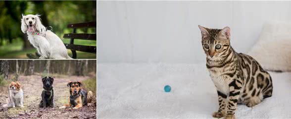 犬猫便臭是病吗？