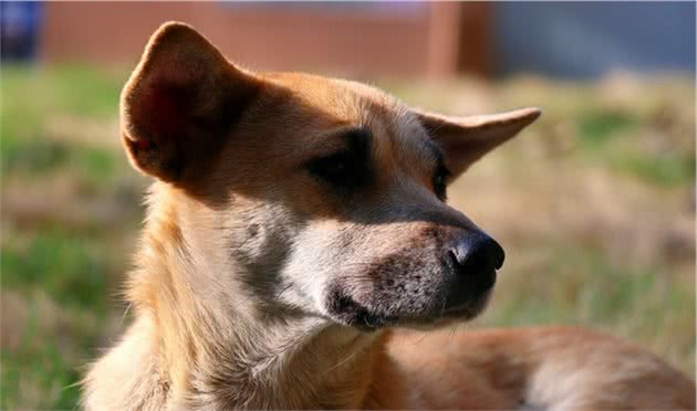 纯种的中华田园犬应该是什么样的？中国本土田园犬当自强