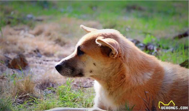 纯种的中华田园犬应该是什么样的？中国本土田园犬当自强