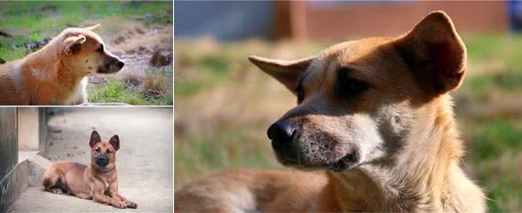 纯种的中华田园犬应该是什么样的？中国本土田园犬当自强