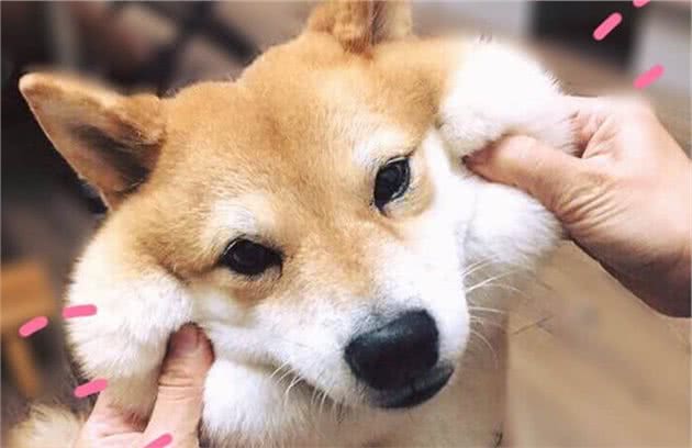 夏季狗狗最容易患的病,你家中招了吗?