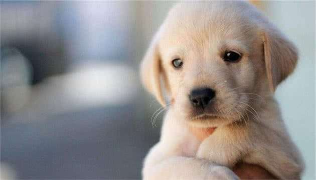 夏季狗狗最容易患的病,你家中招了吗?