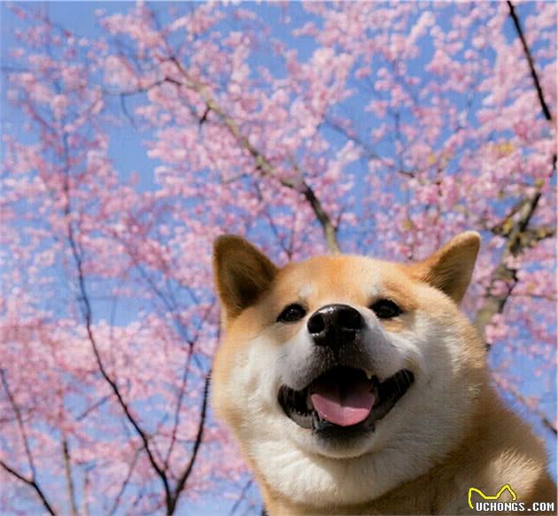 夏季狗狗最容易患的病,你家中招了吗?