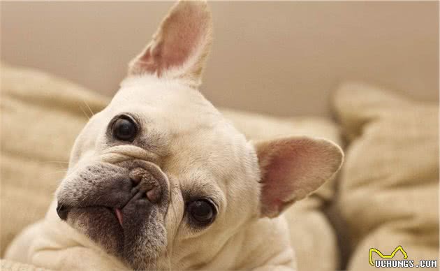 夏季狗狗最容易患的病，你家中招了吗？