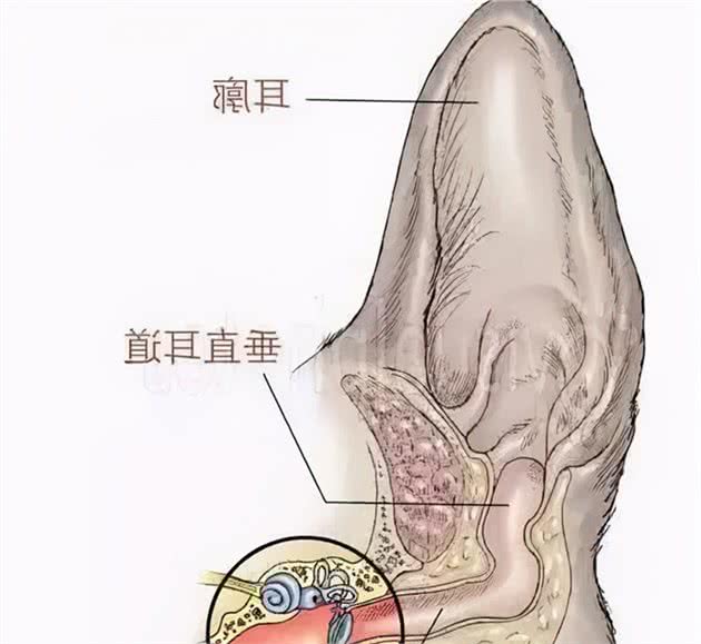 清洁狗狗耳朵的几个技巧，学好了，可以省钱