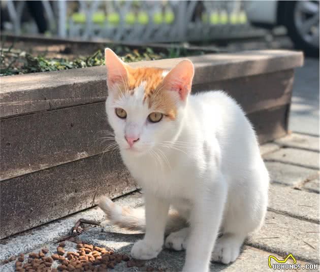 资深猫奴携神秘东方猫粮赴土耳其援猫！太壮观了，感受下……