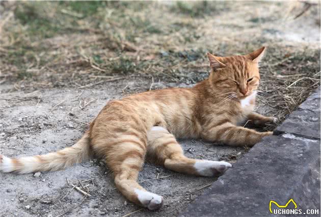 资深猫奴携神秘东方猫粮赴土耳其援猫！太壮观了，感受下……