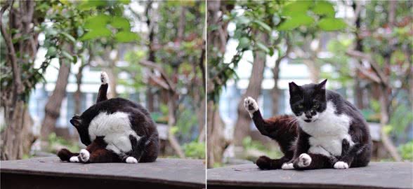 资深猫奴携神秘东方猫粮赴土耳其援猫！太壮观了，感受下……