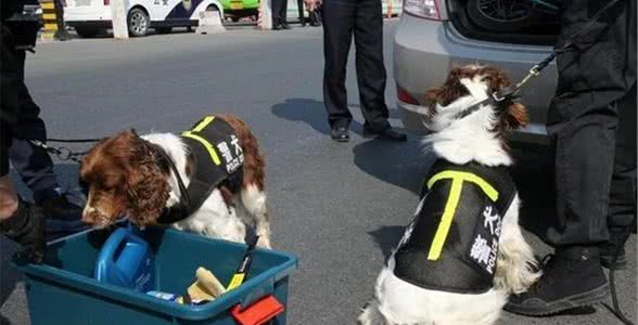 这些工作犬你知道吗？（二）