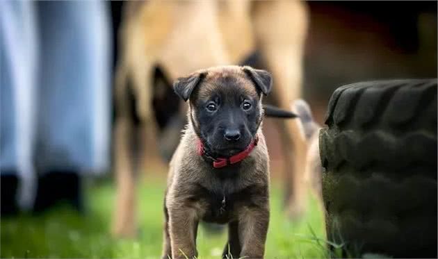 马犬的祖先竟然不是“马犬”，那是......