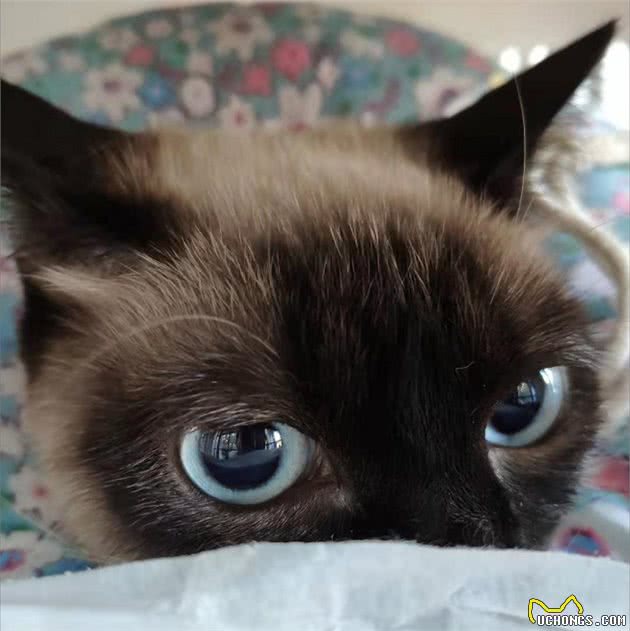 曾经皇家贵族猫，现被嫌挖煤—“猫中之犬”暹罗猫：宝宝心里苦啊