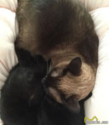 曾经皇家贵族猫，现被嫌挖煤—“猫中之犬”暹罗猫：宝宝心里苦啊
