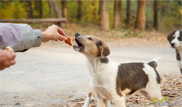 当小狗从幼犬期成长到成犬期时，怎么做才能让它尽快适应成犬粮？