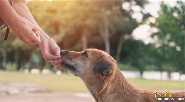 当小狗从幼犬期成长到成犬期时，怎么做才能让它尽快适应成犬粮？