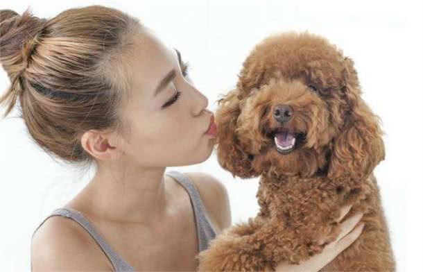 泰迪犬最“希望”主人摸的4个地方，每一处都让它们倍儿爽