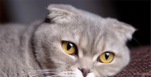 关于折耳猫，希望你能了解这些……