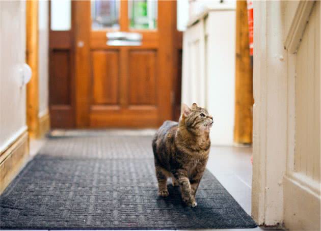 如何放心让猫看家？出门前消除家中的“潜在危险”，回家后得检查