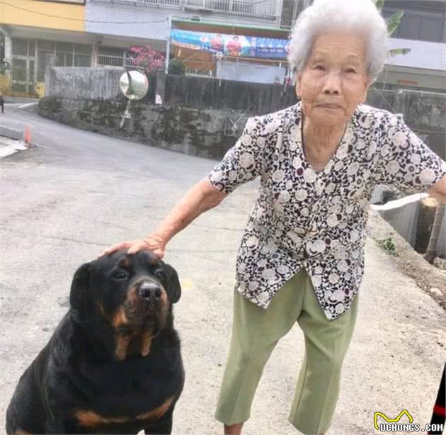 罗威纳犬因“胆小”被弃，却因尊老爱幼，它被宠到130斤