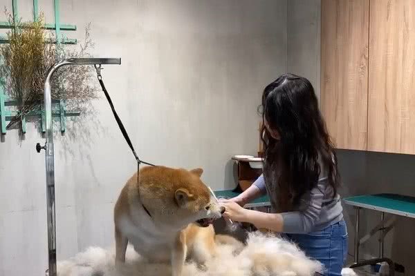 柴犬恨梳毛火爆威胁　“铁灰法杖”怼到嘴边5秒被石化