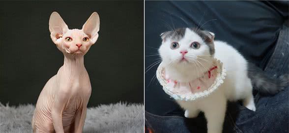再有钱都不建议养这些猫，既费钱又难养