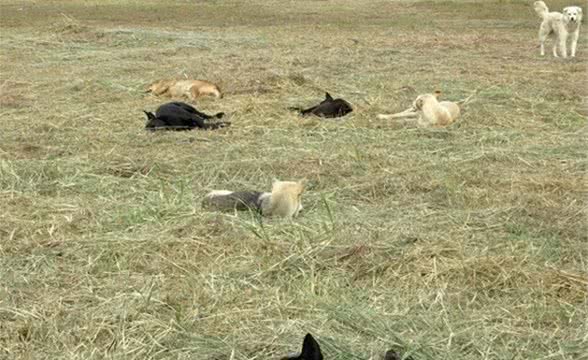 澳洲牧羊犬超聪明做瑜珈、做家务无难度