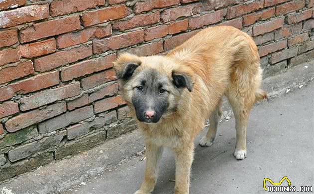 土狗并非只配看门，在历史上，中华田园犬是人们的掌上明珠