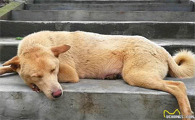 土狗并非只配看门，在历史上，中华田园犬是人们的掌上明珠