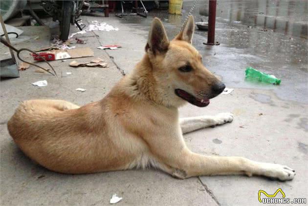 土狗并非只配看门，在历史上，中华田园犬是人们的掌上明珠