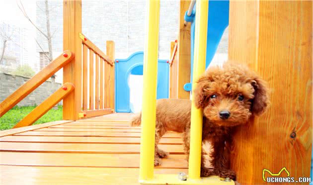 最受欢迎的7种小型犬，想好养哪一种没有？