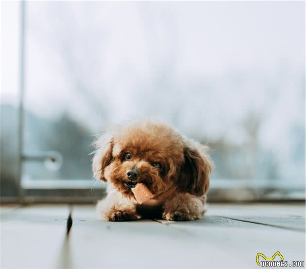 最受欢迎的7种小型犬，想好养哪一种没有？
