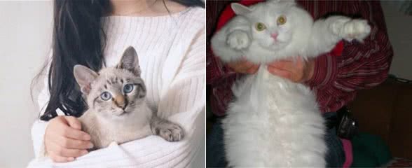 抱猫的4种方式，主人学会了，猫咪不挣扎