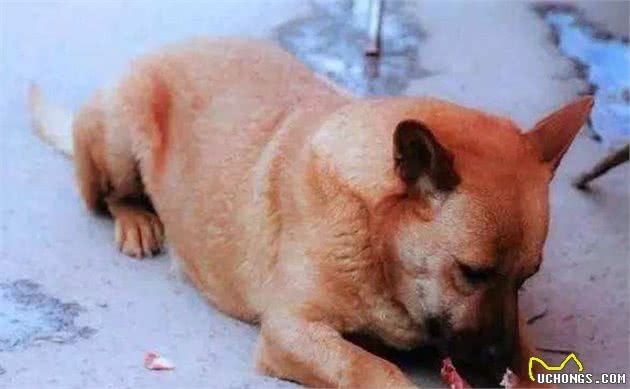 养一只宠物狗，一个月需要花多少钱？小型犬还好，大型犬花的更多