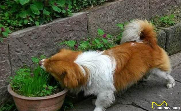 养一只宠物狗，一个月需要花多少钱？小型犬还好，大型犬花的更多