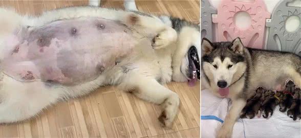 铲屎官晒出狗子产后月子餐,网友酸成柠檬:又是人不如狗系列