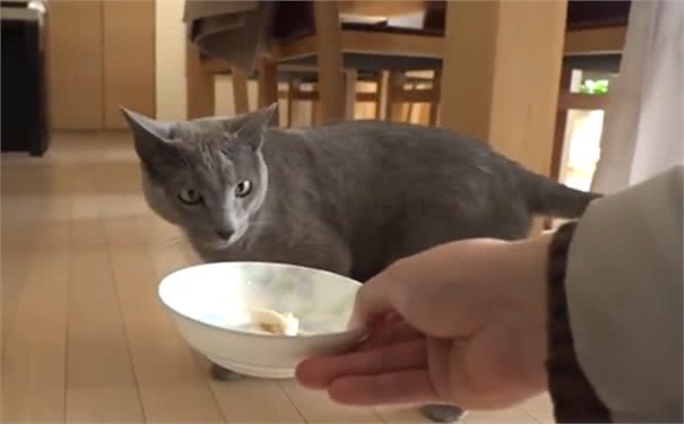 蓝猫不爱零食爱中药，还偷舔药包，竟是在默默为自己补身体