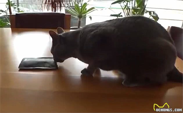 蓝猫不爱零食爱中药，还偷舔药包，竟是在默默为自己补身体