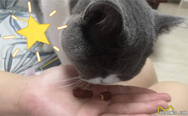 蓝猫不爱零食爱中药，还偷舔药包，竟是在默默为自己补身体
