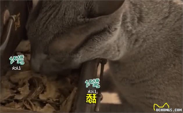 蓝猫不爱零食爱中药，还偷舔药包，竟是在默默为自己补身体