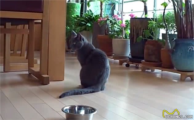 蓝猫不爱零食爱中药，还偷舔药包，竟是在默默为自己补身体