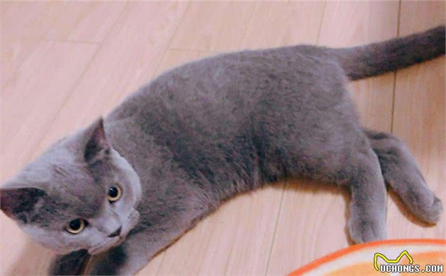 蓝猫不爱零食爱中药，还偷舔药包，竟是在默默为自己补身体
