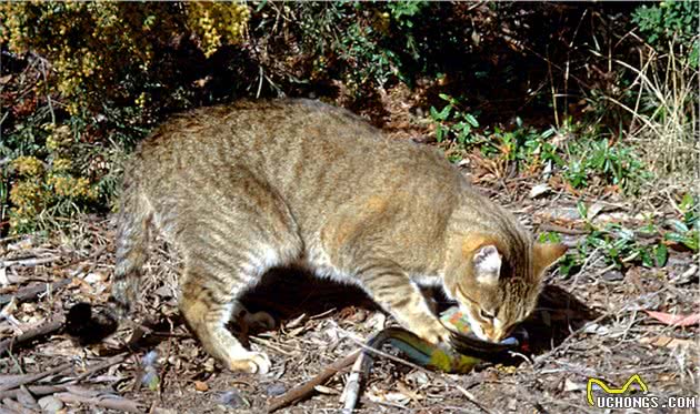 猫狗在澳洲的“发家史”，人类在这一过程中的作用举足轻重