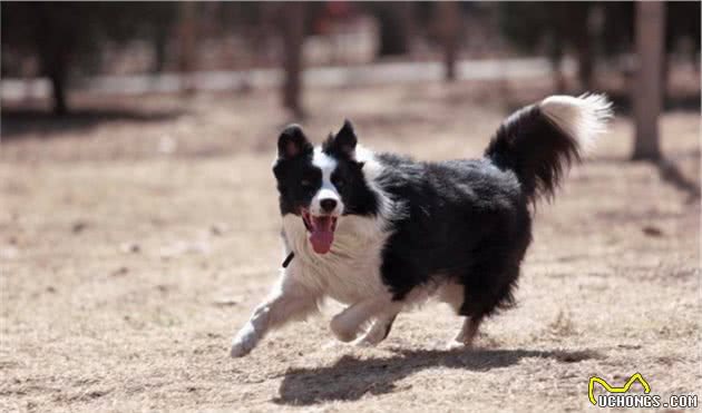 为什么国内养边境牧羊犬的人这么少？这7点，你可能也无法接受