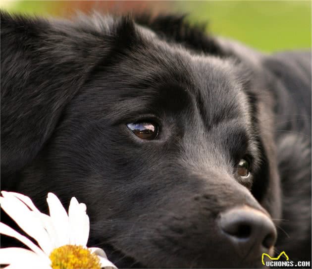 原来犬类中，最会撒娇的狗狗是这些，你都知道吗？