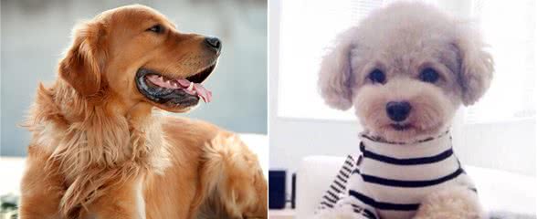 原来犬类中，最会撒娇的狗狗是这些，你都知道吗？