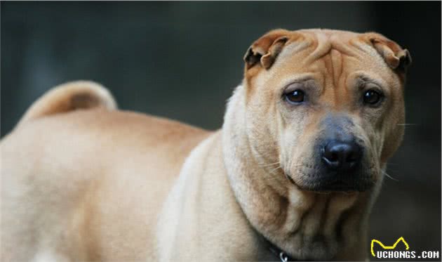 中国的本土犬种有哪些？认识10种以上的算你牛，看完又涨见识了