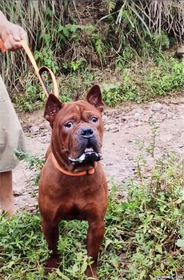 中国的本土犬种有哪些？认识10种以上的算你牛，看完又涨见识了