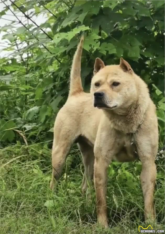 中国的本土犬种有哪些？认识10种以上的算你牛，看完又涨见识了