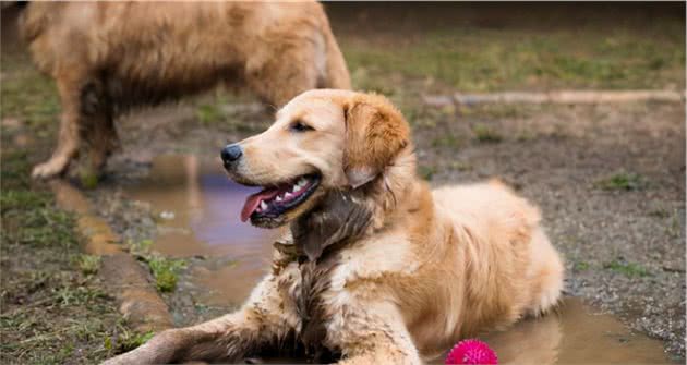 养金毛犬的几条建议，主人做好了，狗狗会更加健康