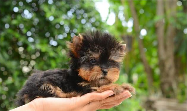 精致可爱得让人无法抗拒的茶杯犬，为什么不能养？
